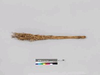 藏品(帚)的圖片